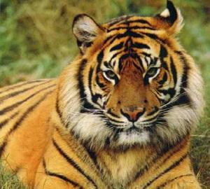 Royal Bengal Tigers in Sundarbans National Park