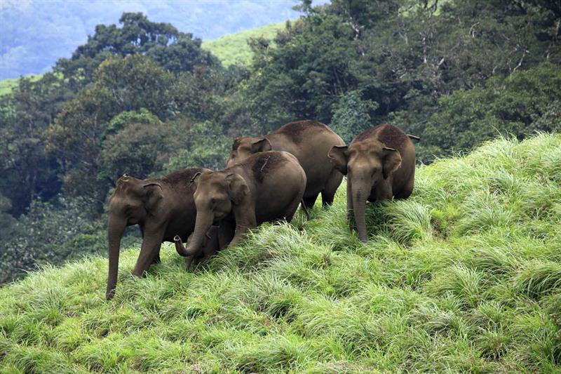 Aralam Wildlife Sanctury - Best Tourist Attractions in Kerala