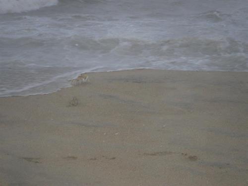 Elusive crabs on the beach