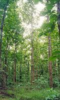 Monsoon in Pench National Park