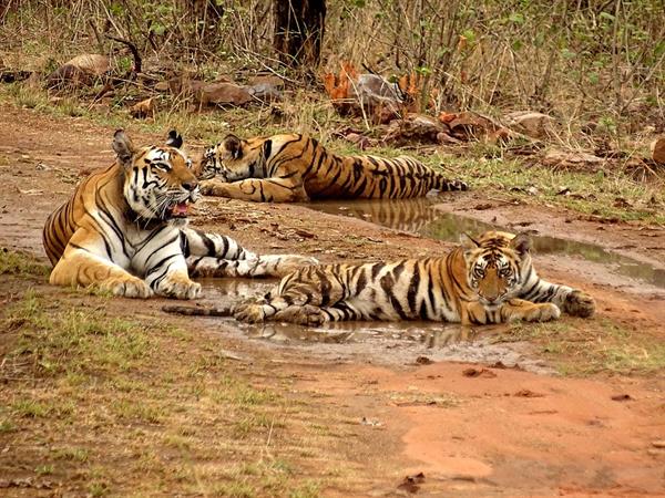 Panna Tiger Reserve