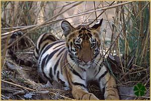 Sahaspur Wildlife Sanctuary 