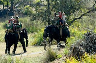 Elephant safari kanha national park