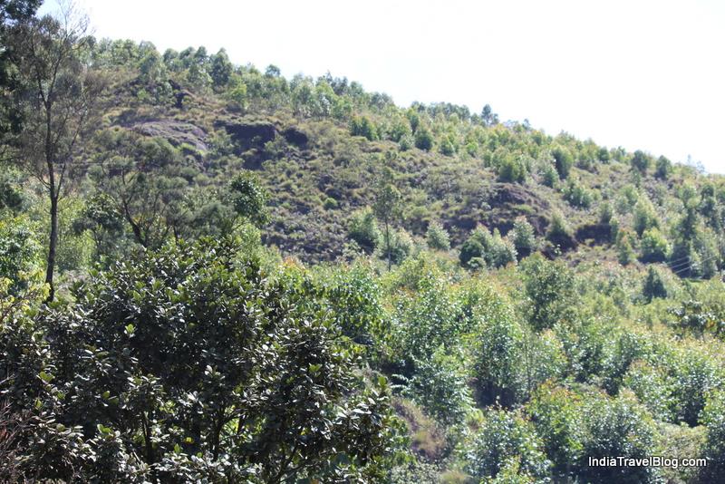 Eravikulam National Park