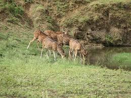 Alikatta in Pench National Park