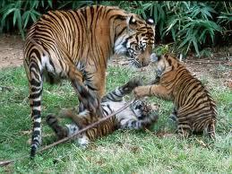 Tiger and cubs in Pench National Park