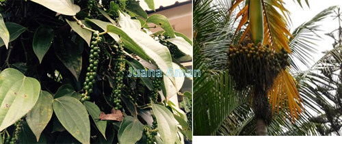 pepper and areca nut trees