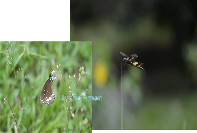 Butterfly and dragon