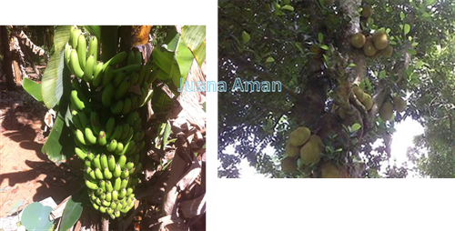 Banana & Jackfruit tree on the plantation