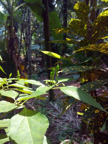 Visit to Sahakari Spice Plantation