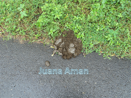 Elephant dung on the road