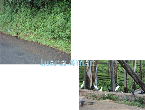 A lone coucal, crows and egrets