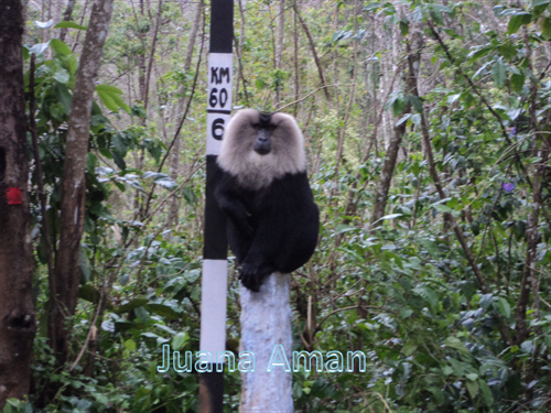 Lion-tailed macaque by the side of the hill-highway road
