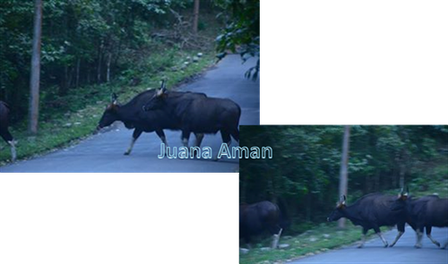 Wild gaur crossing the highway