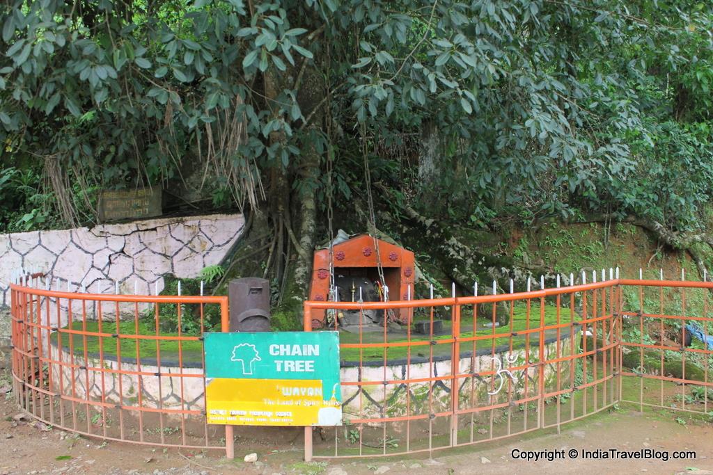 Chain Tree, Wayanad