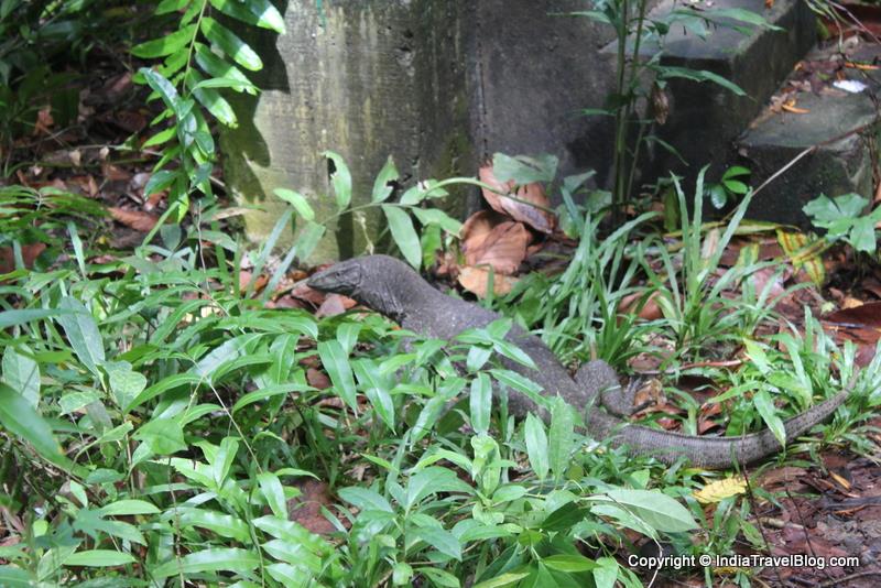 Animals in Kumarakom Bird Sanctuary