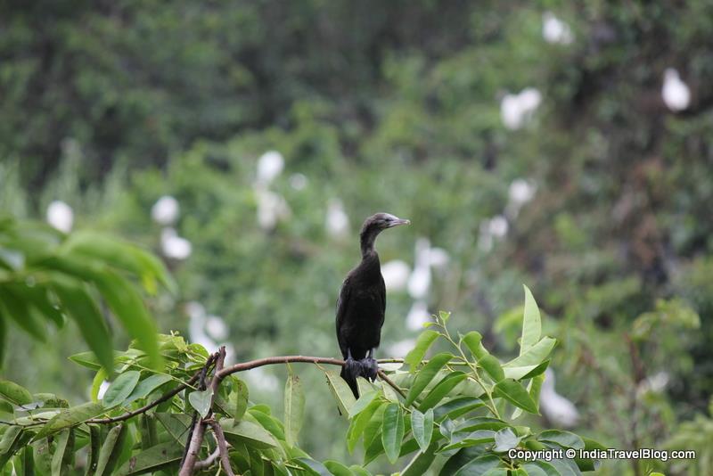 Indian cormorant in Kumarakom