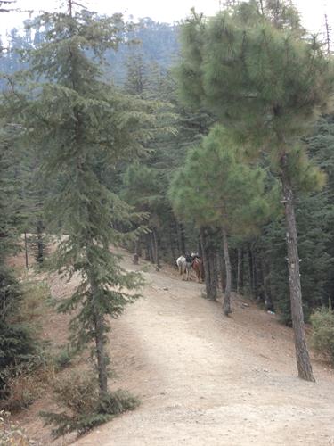 Naldehra hills
