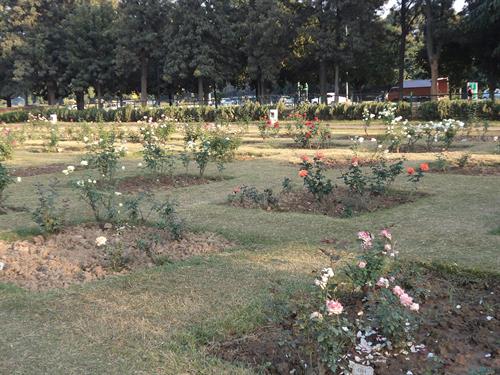 Rose Garden