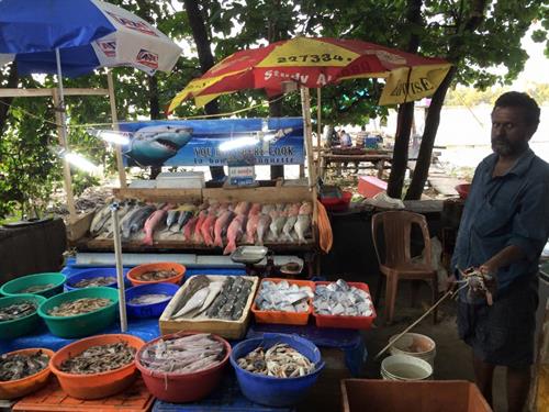 Fresh catch