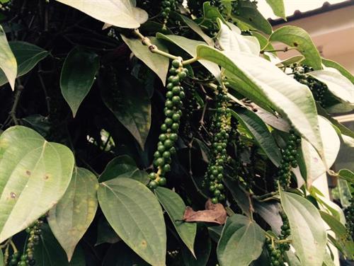 Black pepper