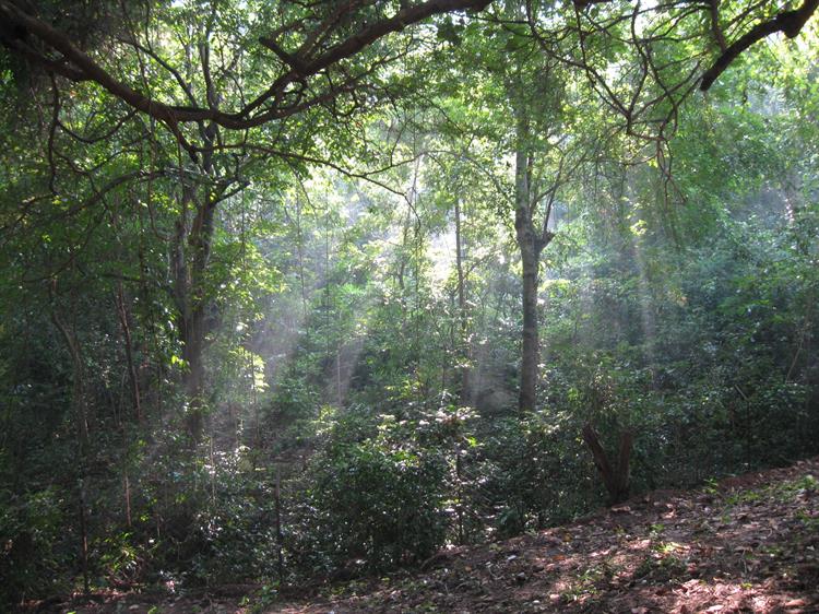 The Sunrays