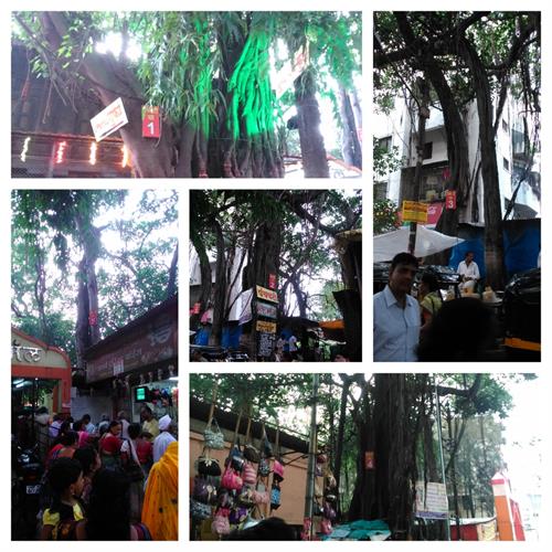 Panchvati 5 banyan trees