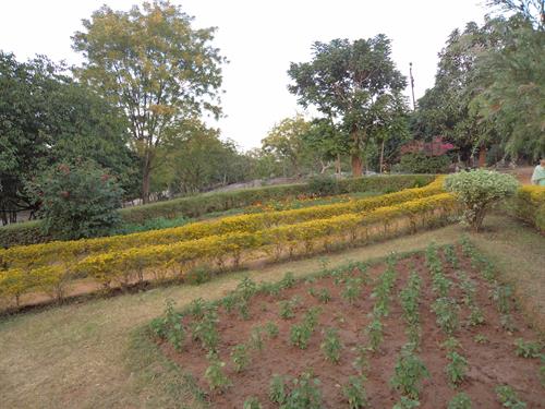 garden