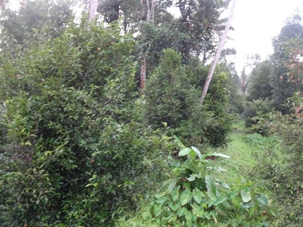 Eravikulam National Park