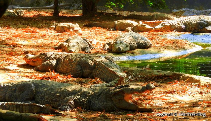 Crocodile at Arignar Anna zoo in Chennai