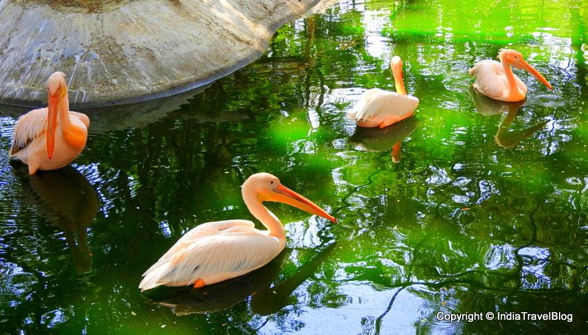 Rosy Pelican enjoying in lake water