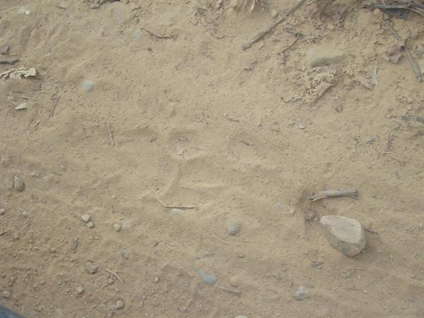 Tigers footprint in corbett park