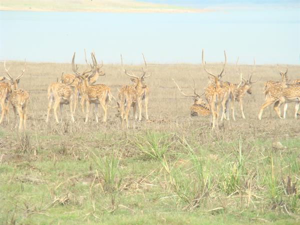 Deer inside corbett national park