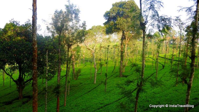 Beautiful view on the way to Ooty
