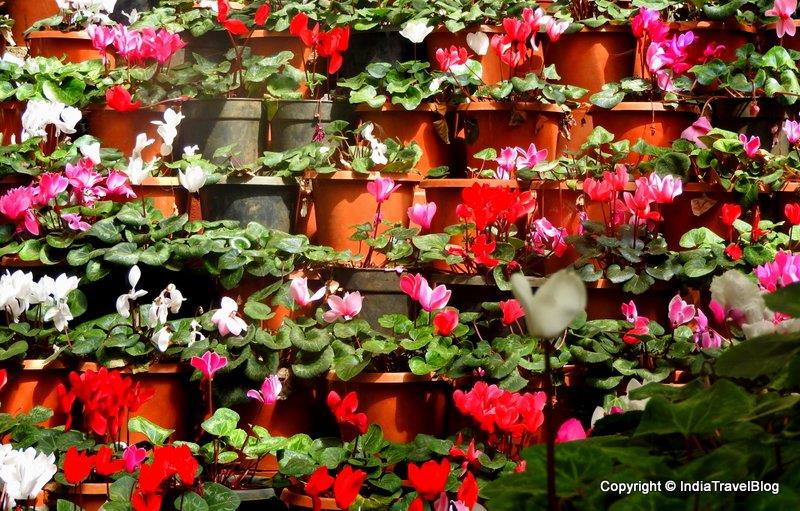 Flower garden in Ooty