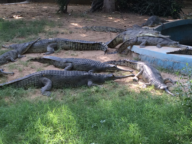 Jaipur zoo