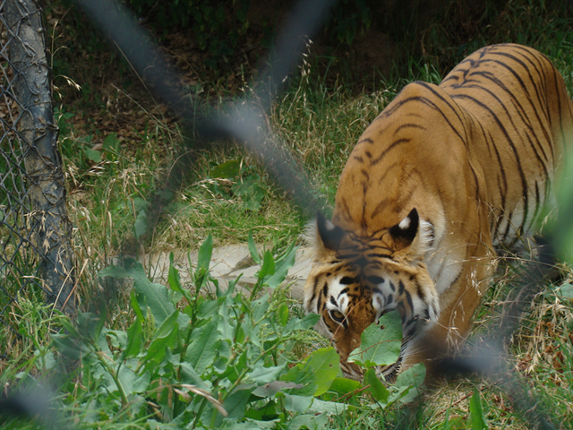 Nainital Zoo