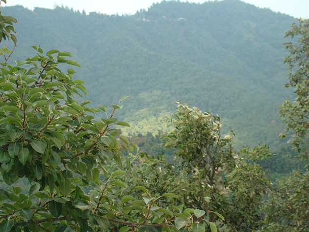 Tiffin top Nainital
