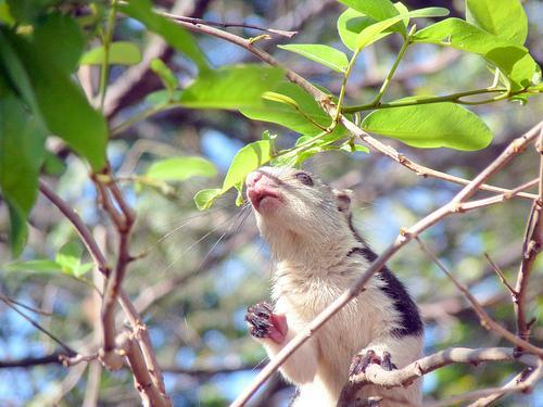 Squirrel at Bhemeshwari nature and fishing camp near Bengaluru