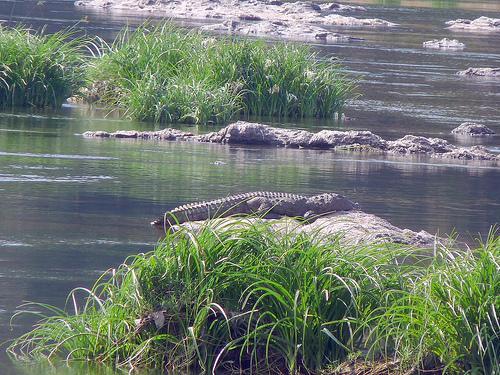 Crocodile on a rock in Cauvery river