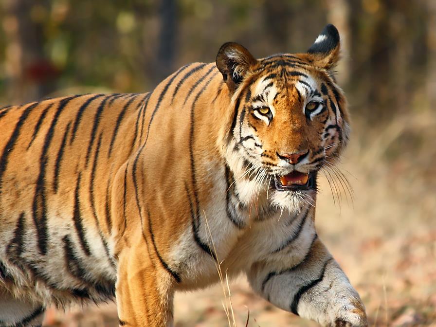 Tadoba National Park tourist place in maharastra