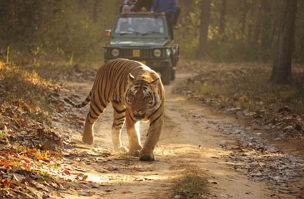 Kanha National Park, Best Tourist Places in Madhya Pradesh