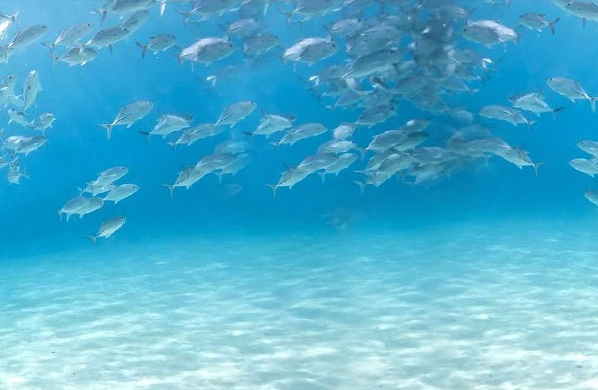 Scuba Diving in Goa
