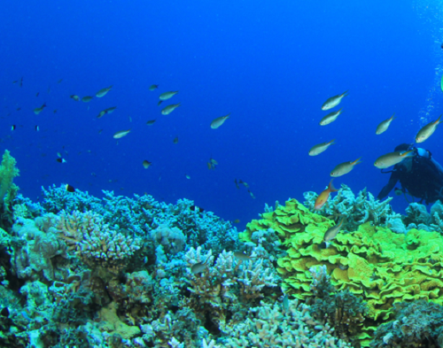 Indian Sea Diving Destinations to Explore Marine Life