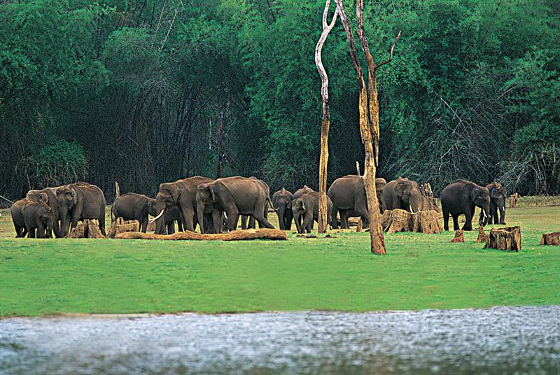 Thekkady,Most Romantic Places in Kerala