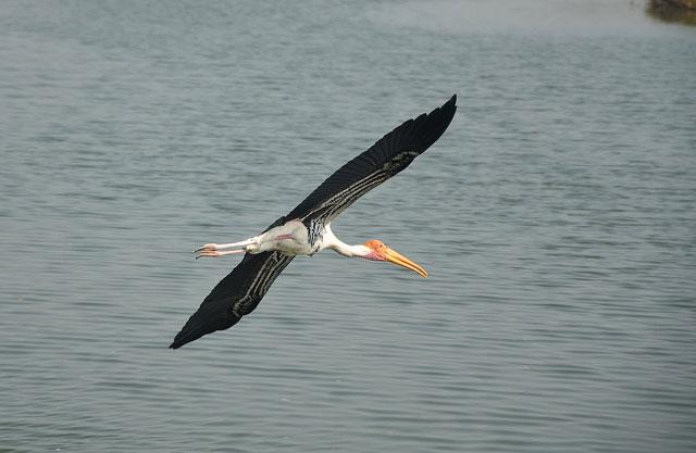 Birds-in-Vedanthangal-Bird-Sanctuary