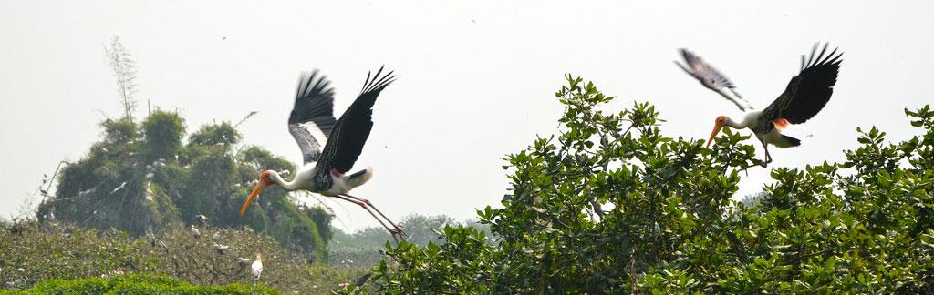 Vedanthangal_Bird_Sanctuary_seasons