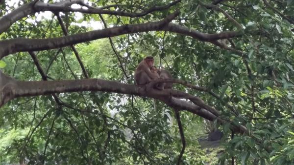 Monkeys near the caves