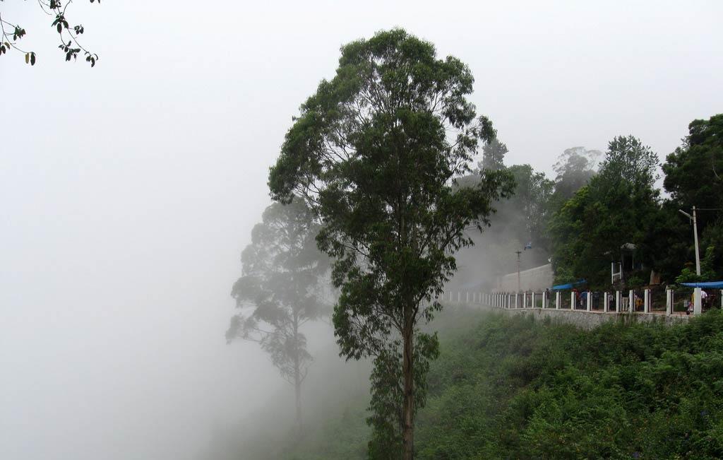 Tree-in-Misty-Coaker-Walk