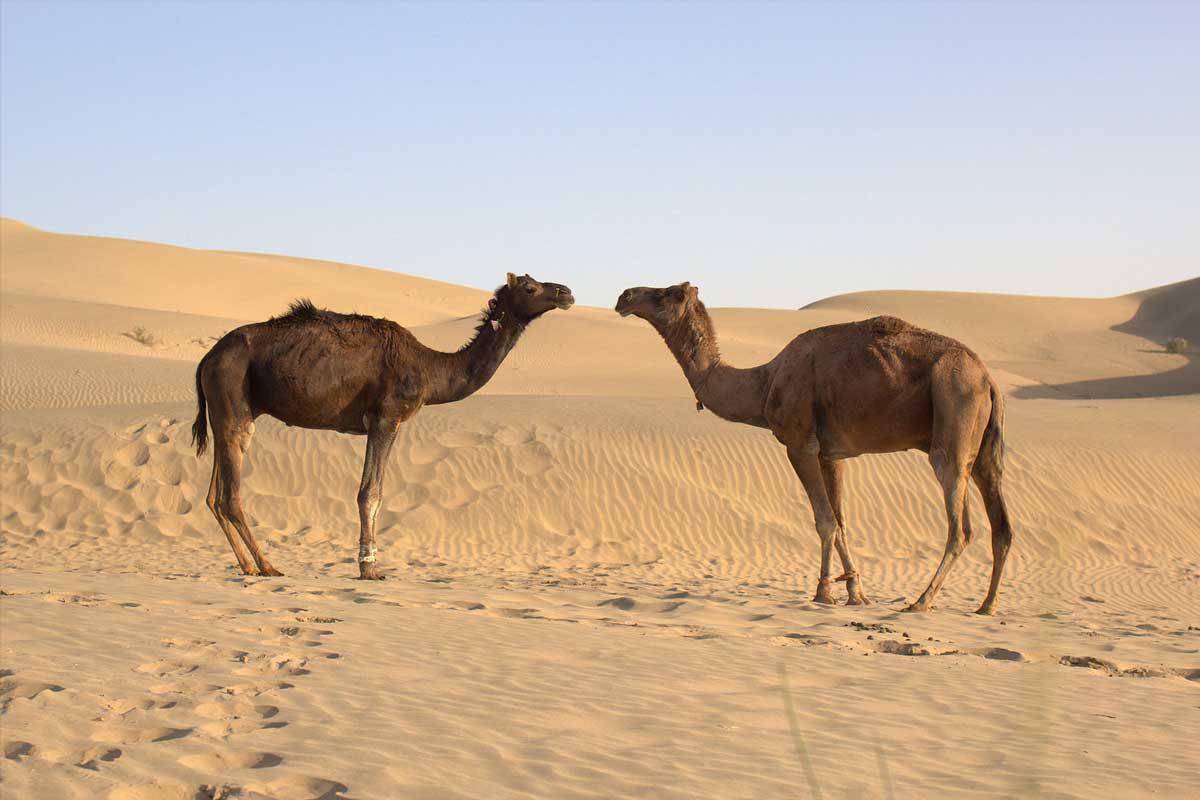 Camels in Rajasthan desert